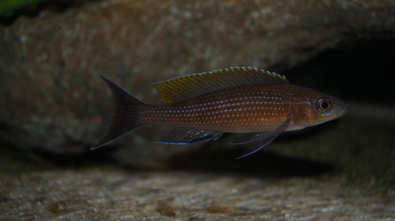 Paracyprichromis brieni 'Milima Island'